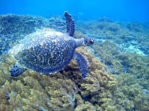 snorkeling nusa penida 13_0018_2019-08-17